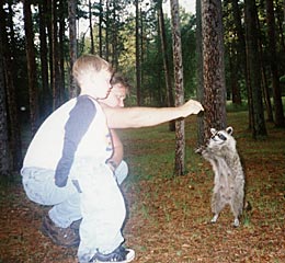 Raccoon